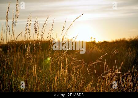 Sunset behind long grass on a sand dune Stock Photo