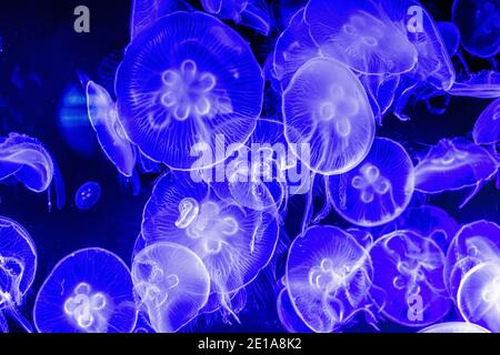 Colorful, iluminated Jellyfish underwater on dark background. Jellyfish moving in water. - image Stock Photo