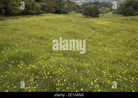 Panoramic view from the top of Cooper's Hill, the start point of the famous Cheese Rolling Contest, Gloucestershire, England Stock Photo