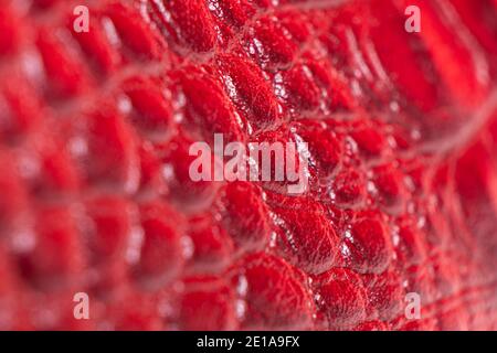 Red perforated leather texture background. Red leather close up. Macro shot of shiny leather texture. Stock Photo