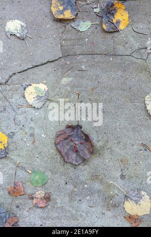 fallen leaves in autumn. Natural background. There is a place for text. High quality photo Stock Photo