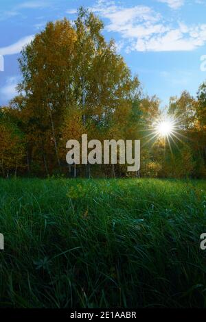 Autumn. The leaves on the birch have turned yellow. Tall green grass in the foreground. Solar crown. Stock Photo