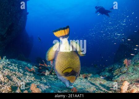 Large Titan Triggerfish feeding on a dark, tropical coral reef at dawn (Similan Islands) Stock Photo