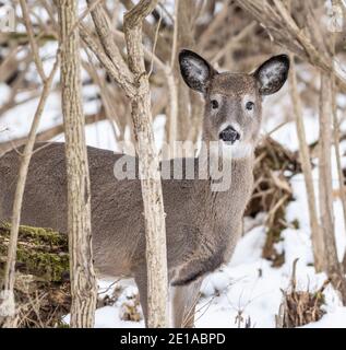 Curious  white-tailed deer peaks out from behind trees on snowy day Stock Photo