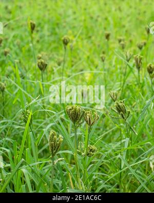 Field crop of Eleusine coracana, or finger millet plant with fingers of millet in selective focus. It is widely grown as cereal in asia and africa. Stock Photo