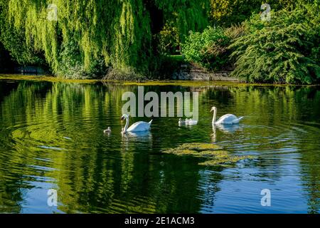 Mute swans, Ambleside Park, West Vancouver, British Columbia, Canada Stock Photo