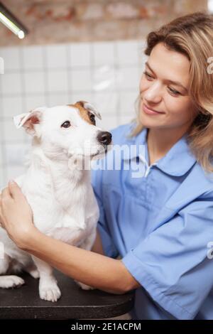 Vertical shot of a female veterinarian examining cute jack russel terrier puppy. Experienced mature female vet working at her clinic Stock Photo