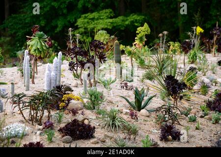 cactus garden,sand bed,aeonium,xeriscaping,xeriscape,aeonium,aloe,aloes,dry bed,dry garden,xeriscaping,mix,mixed,combination,bed,border,gardens,mixed Stock Photo