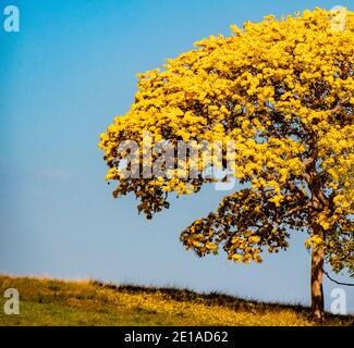 A very yellow flowered guayacan tree with only yellow flowers and no leaves. Stock Photo