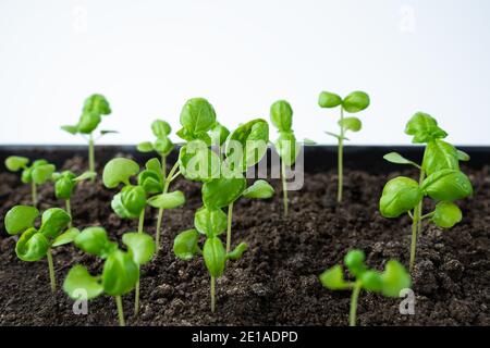 Young basil grows in a greenhouse. Side view. Stock Photo