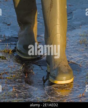 Close Up Shot Of A Person In Green Wellington BootsWalking Through A Frozen Puddle Breaking And Cracking The Ice. New Forest UK Stock Photo