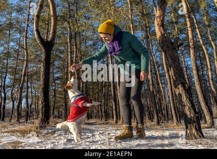 Young woman play with Jack russell terrier wear in red sweater during walking with snow on Winter Stock Photo