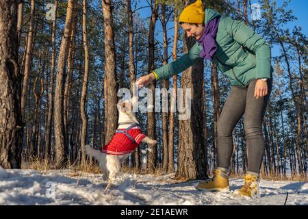 Young woman play with Jack russell terrier wear in red sweater during walking with snow on Winter Stock Photo
