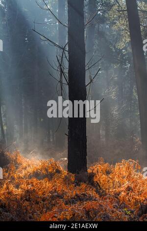 Silhouette Of A Pine Tree Backlit By The Sun In A Forest With Dead Bracken With Sun Rays On a Misty Cold Morning. New Forest UK Stock Photo