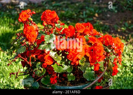 Large red begonia flowers on a background of green leaves in a flower pot. Stock Photo