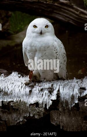 Snowy owl (bubo scandiacus) sitting in birch log. Nature awakening from winter. Quebec’s official bird Stock Photo