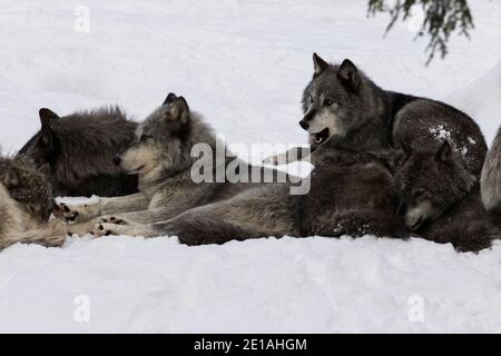 northwestern wolf (Canis lupus occidentalis) pack in winter Stock Photo