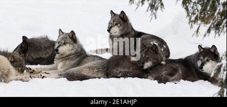 northwestern wolf (Canis lupus occidentalis) pack in winter Stock Photo