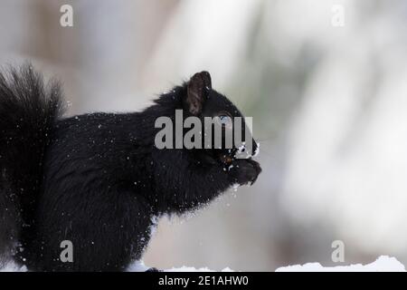 Black Morphs of the Gray Squirrel in winter Stock Photo