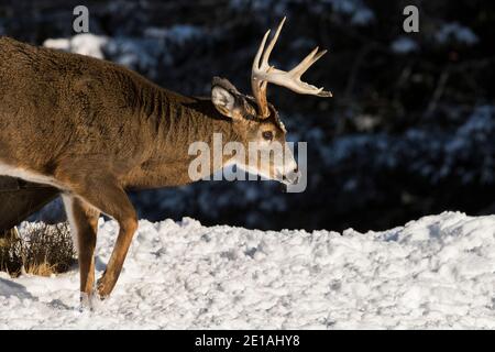 white tailed deer in winter Stock Photo