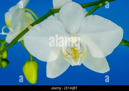 White orchid isolated on blue background Stock Photo