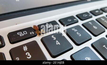 Macro shot of a crawling little spider, its long legs clearly lingering on a laptops keyboard, showing the numerical keys, taken in Longueuil Stock Photo