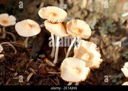 Closeup shot of fairy ring mushrooms. Stock Photo