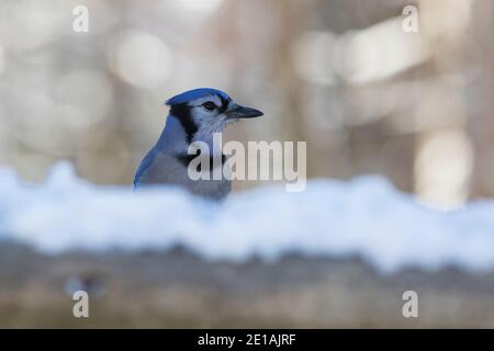 blue jay (Cyanocitta cristata) i Stock Photo