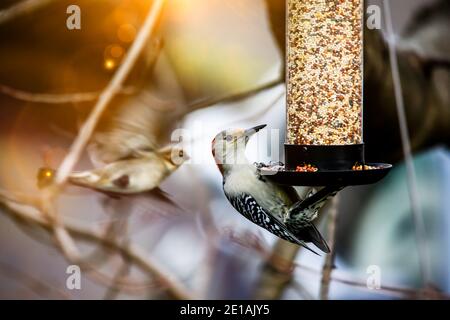 Yellow-bellied Woodpecker hanging on bird feeder Stock Photo