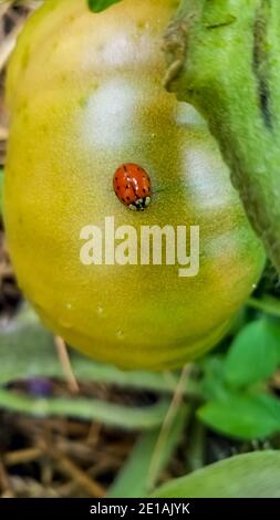 Nature depiction at its finest, in a macro shot of a ladybug crawling on tomato plant, blurry leaves can be seen in the background.  Stock Photo