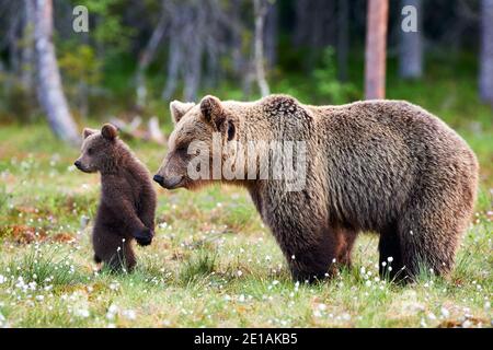 Brown bear cub standing and her mom close. Focus on cub. Stock Photo