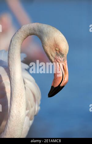 Portrait of a pink Flamingo photographed in Camargue Stock Photo