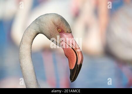 Portrait of a pink Flamingo photographed in Camargue Stock Photo