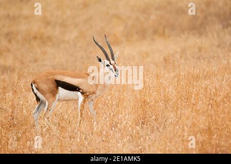 Thomson's gazelle Male Thomson's gazelle (Eudorcas thomsonii) is one of the best-known gazelles and live in east Africa. Stock Photo