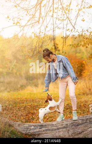 a dog of white and red color walks in the autumn Park with the owner Stock Photo