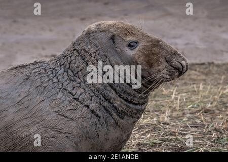 A close up side profile portrait of a large bull male seal. His body fur is wet and muddy Stock Photo