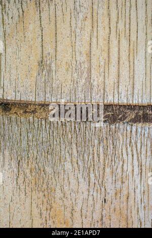 A very detailed closeup of a thick bamboo trunk Stock Photo
