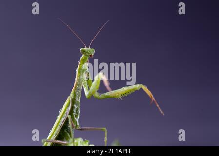 European Praying Mantis female or Mantis religiosa close up against dark background. Large predatory insect Stock Photo