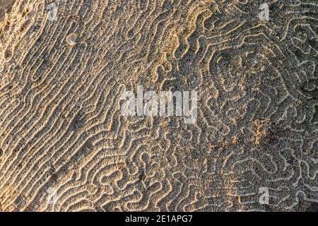 A very detailed coral surface exposing its lines and patterns under the sunlight Stock Photo