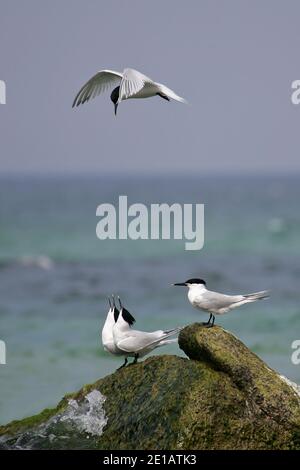 Sandwich Tern (Thalasseus sandvicensis) displaying adults sitting on rocks at coastline, Baltic Sea, Mecklenburg-Western Pomerania, Germany Stock Photo