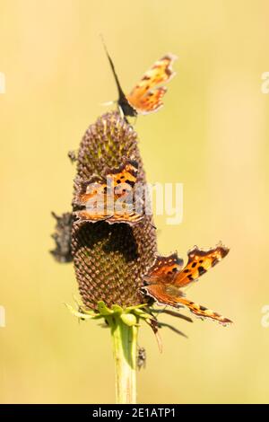 Beautiful Moth Stock Photo