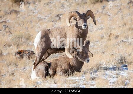 Rocky Mountain Bighorn Sheep rams (Ovis canadensis) in the National Elk Refuge in Jackson, Wyoming Stock Photo