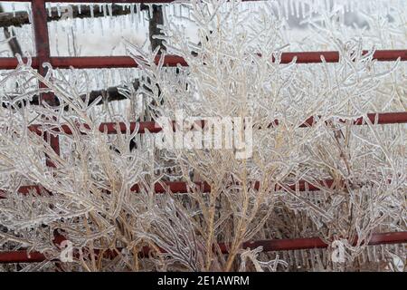 Ice covered tall grass in front of fencing . High quality photo Stock Photo