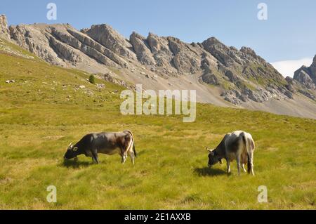 Cows on the meadow in Dolomiti, Italy