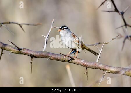 white-crowned Sparrow - Zonotrichia leucophrys - perched on a branch of a thorny Locust tree Stock Photo