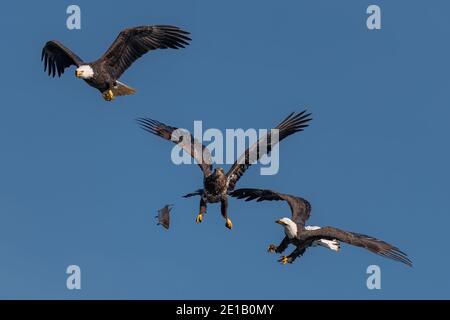 three bald eagles fighting for a fish in the mid air, Conowingo, MD, USA Stock Photo
