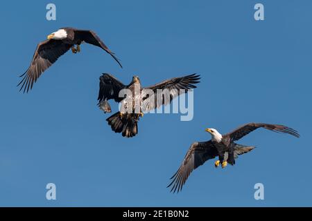 three bald eagles fighting for a fish in the mid air, Conowingo, MD, USA Stock Photo