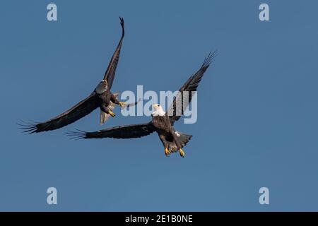 Two bald eagles fighting for a fish in the mid air, Conowingo, MD, USA