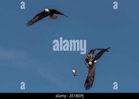three bald eagles fighting for a fish in the mid air, Conowingo, MD, USA Stock Photo