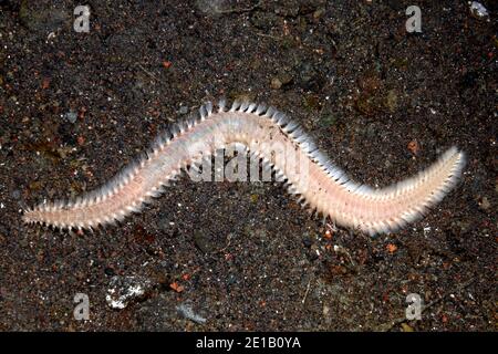 Fireworm, or Bristleworm, possibly Eurythoe complanata, or Chloeia sp, or Pherecardia sp.Tulamben, Bali, Indonesia. Bali Sea, Indian Ocean Stock Photo